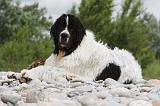 LANDSEER 327
